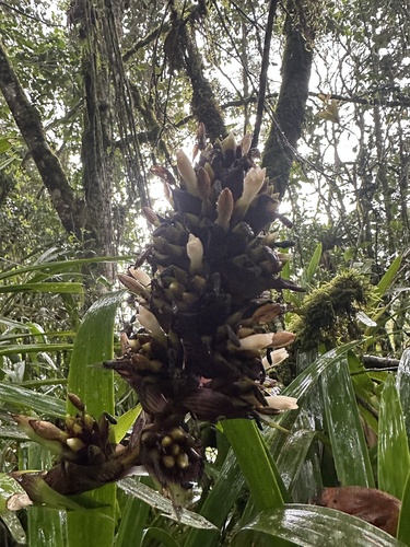 Guzmania mitis, photograph 5