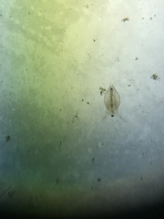 Simocephalus