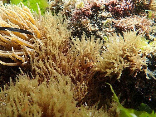 Champia parvula
