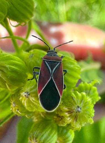 iNaturalist observation photo of White-crossed Seed Bug