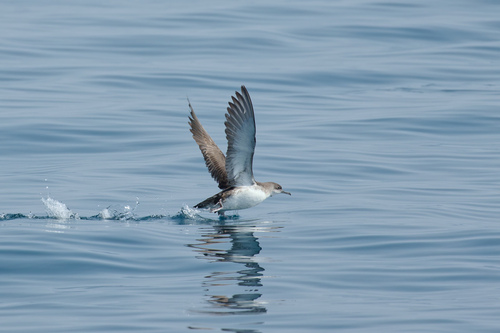 Pardela Mediterránea (Puffinus yelkouan)