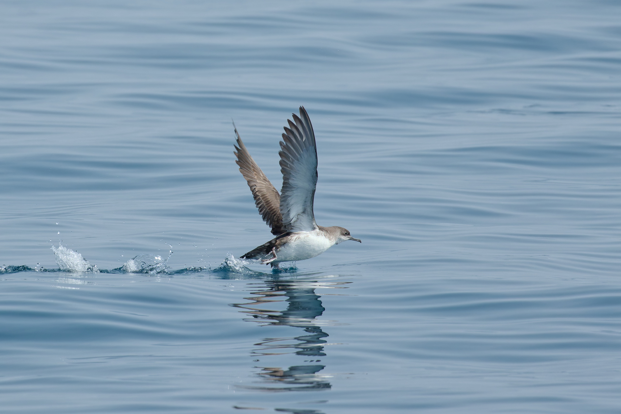 Yelkouan Shearwater (Puffinus yelkouan)