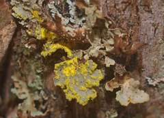 Crocodia rubella