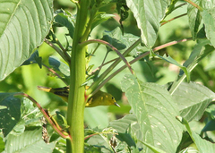 Amaranthus australis