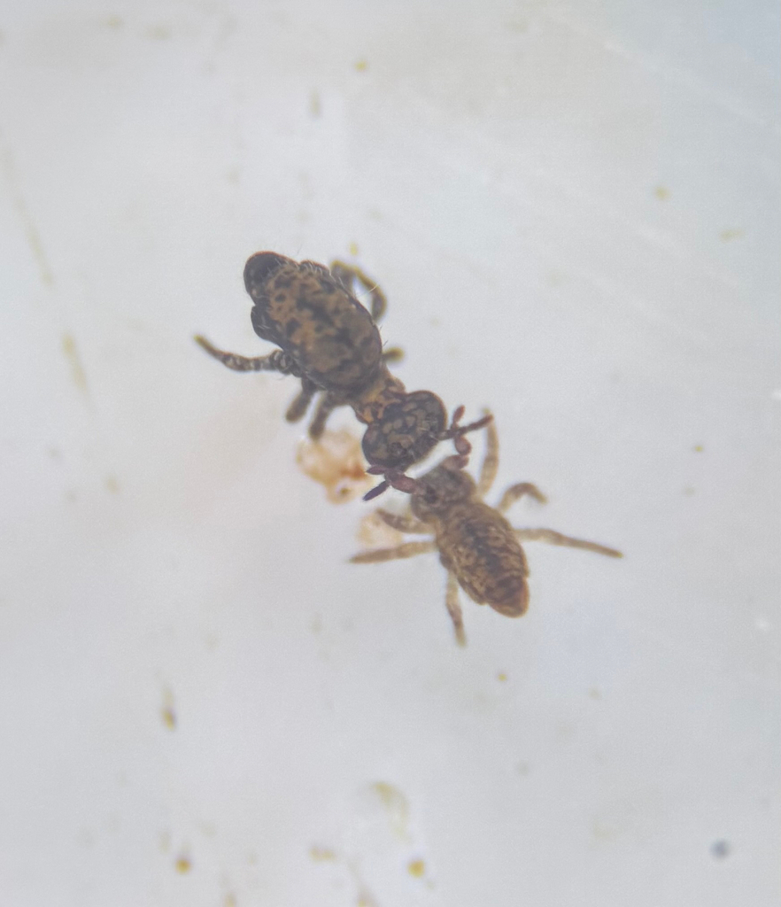 Denisiella lithophila
