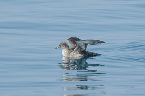 Puffin des Baléares