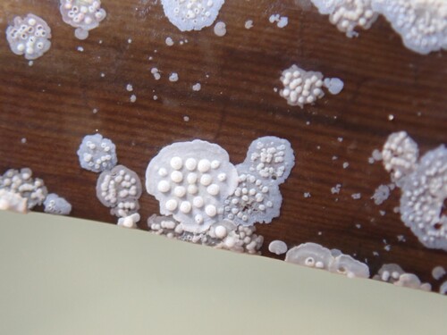 Hydrolithon farinosum observed 2025-06-22