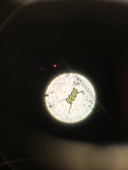 Scenedesmus quadricauda