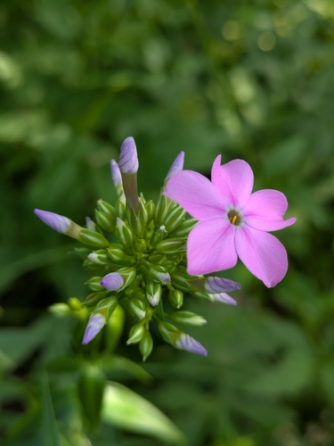 Smooth phlox (Phlox glaberrima)