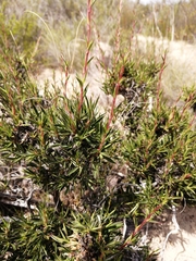 Cliffortia acutifolia