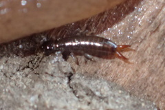 Euborellia annulipes