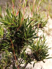 Cliffortia acutifolia