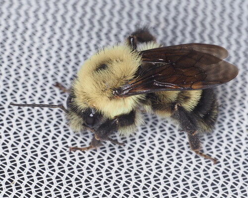 Two-spotted bumble bee