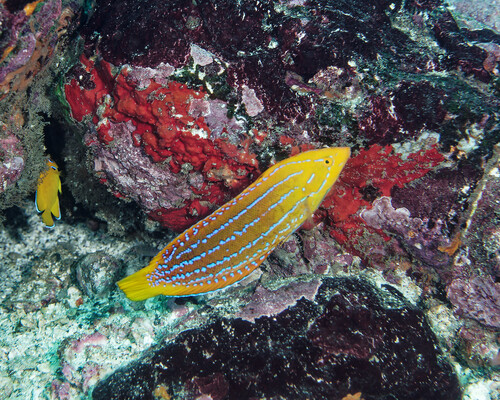Coris marquesensis observed 2025-06-02