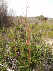 Cliffortia acutifolia