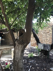 Citrus × pyriformis