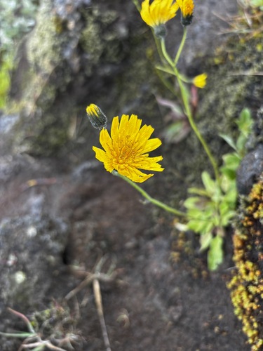 Runjika (Hieracium)
