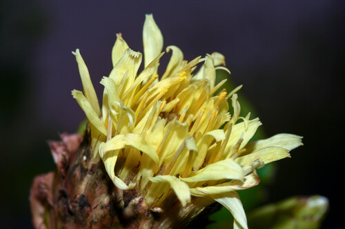 Hyaloseris salicifolia, 2025-03-15