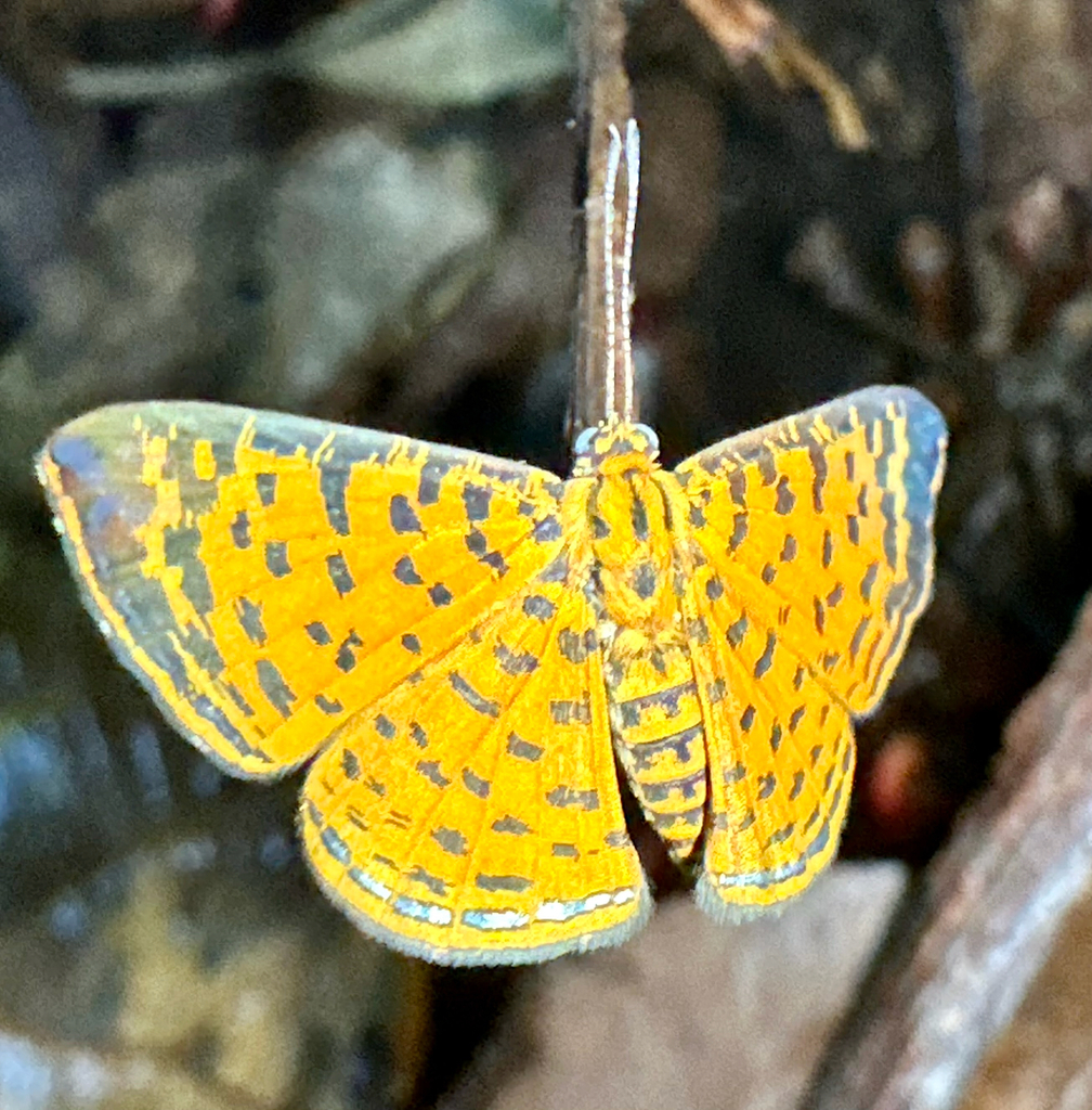 Argyrogrammana crocea