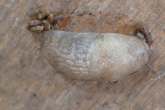 Deroceras reticulatum