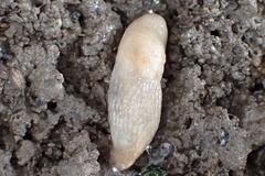 Deroceras reticulatum