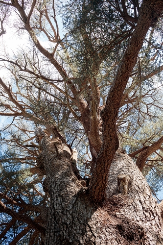 Atlas cedar