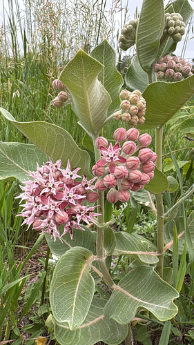 showy milkweed