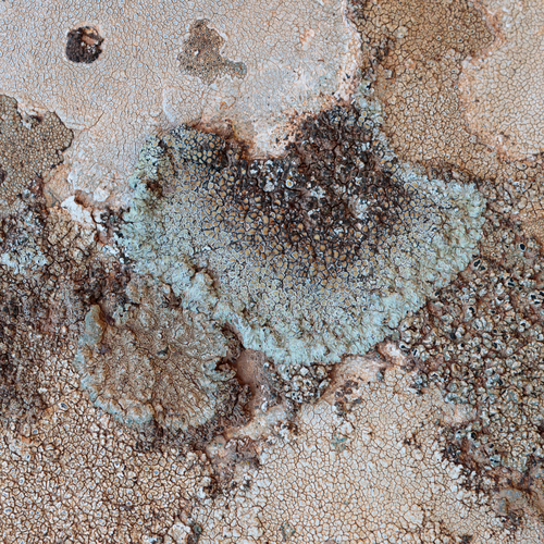 Stonewall Rim Lichen