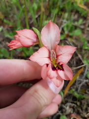 Gladiolus meliusculus