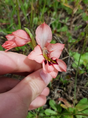 Gladiolus meliusculus