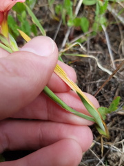 Gladiolus meliusculus
