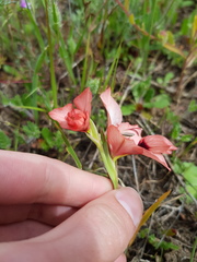 Gladiolus meliusculus