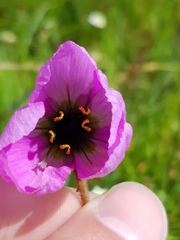 Drosera pauciflora