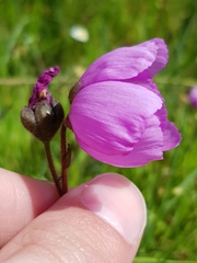 Drosera pauciflora