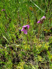 Drosera pauciflora