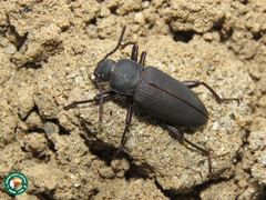 Zophobas atratus