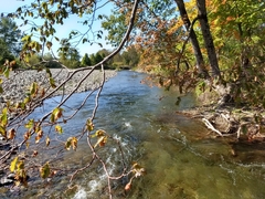 Ostrya virginiana image