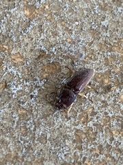 Heteroderes amplicollis