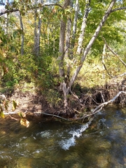 Ostrya virginiana image