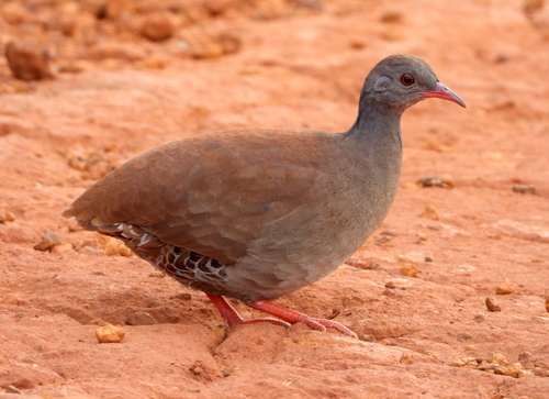 Small-billed Tinamou (Crypturellus parvirostris)