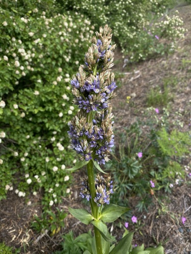 Clustered Green Gentian (Frasera fastigiata)