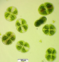 Cosmarium botrytis