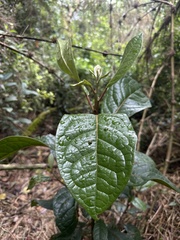 Hieronyma rufa, photograph (c) Nicolás Baresch Uribe, some rights reserved (CC BY)