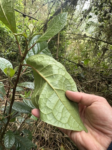Hieronyma rufa, photograph 6