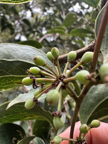 Smilax domingensis, photograph 4