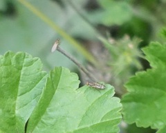 Opomyza