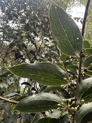 (c) Nicolás Baresch Uribe, some rights reserved (CC BY) Smilax domingensis, photograph (c) Nicolás Baresch Uribe, some rights reserved (CC BY)