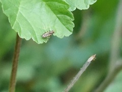 Opomyza