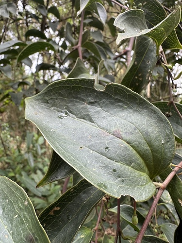 Smilax domingensis, photograph 6