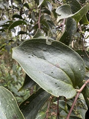 Smilax domingensis, photograph (c) Nicolás Baresch Uribe, some rights reserved (CC BY)